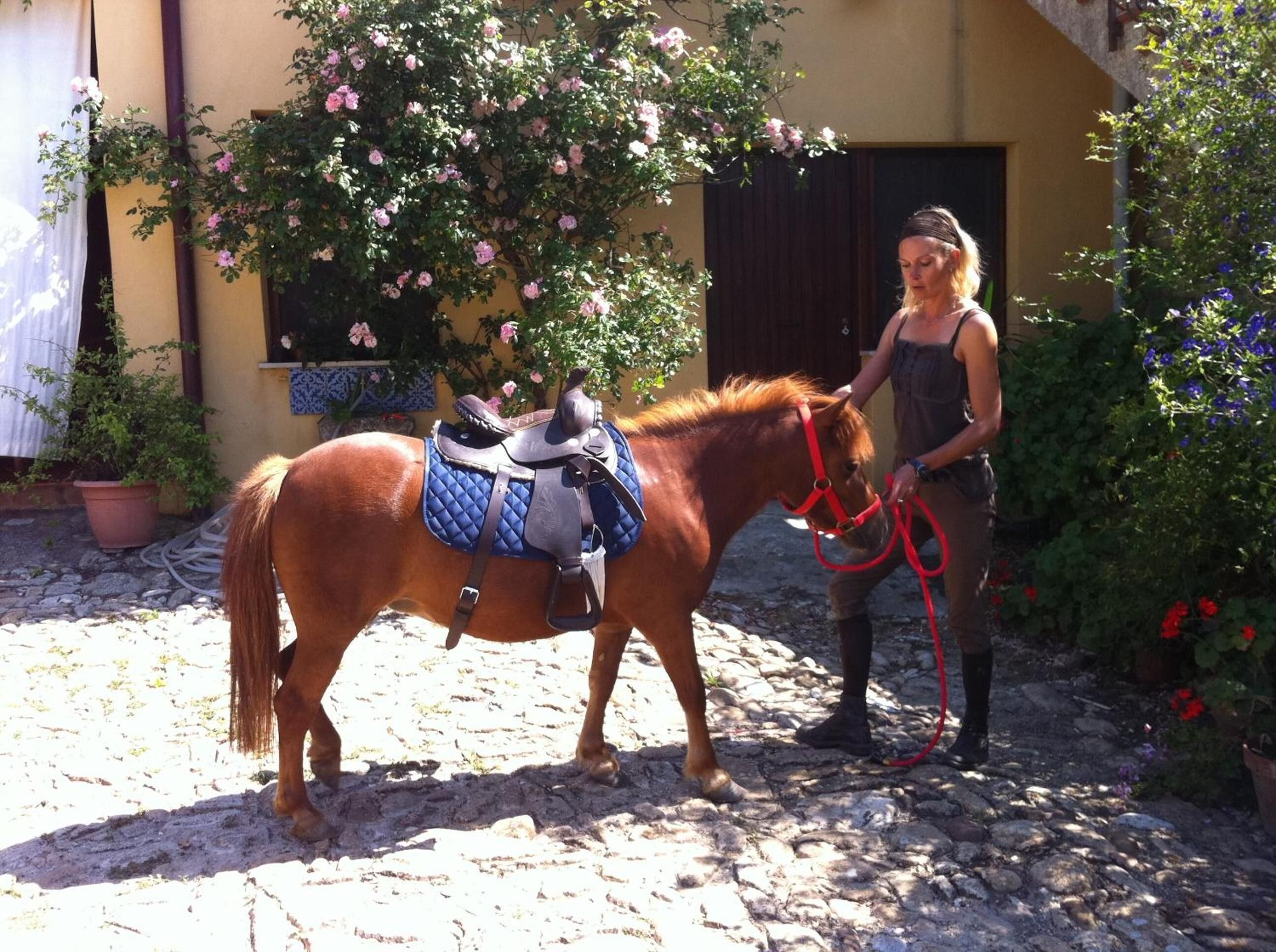 Un caballo con arnés y silla de montar en un patio con macetas y un edificio al fondo.