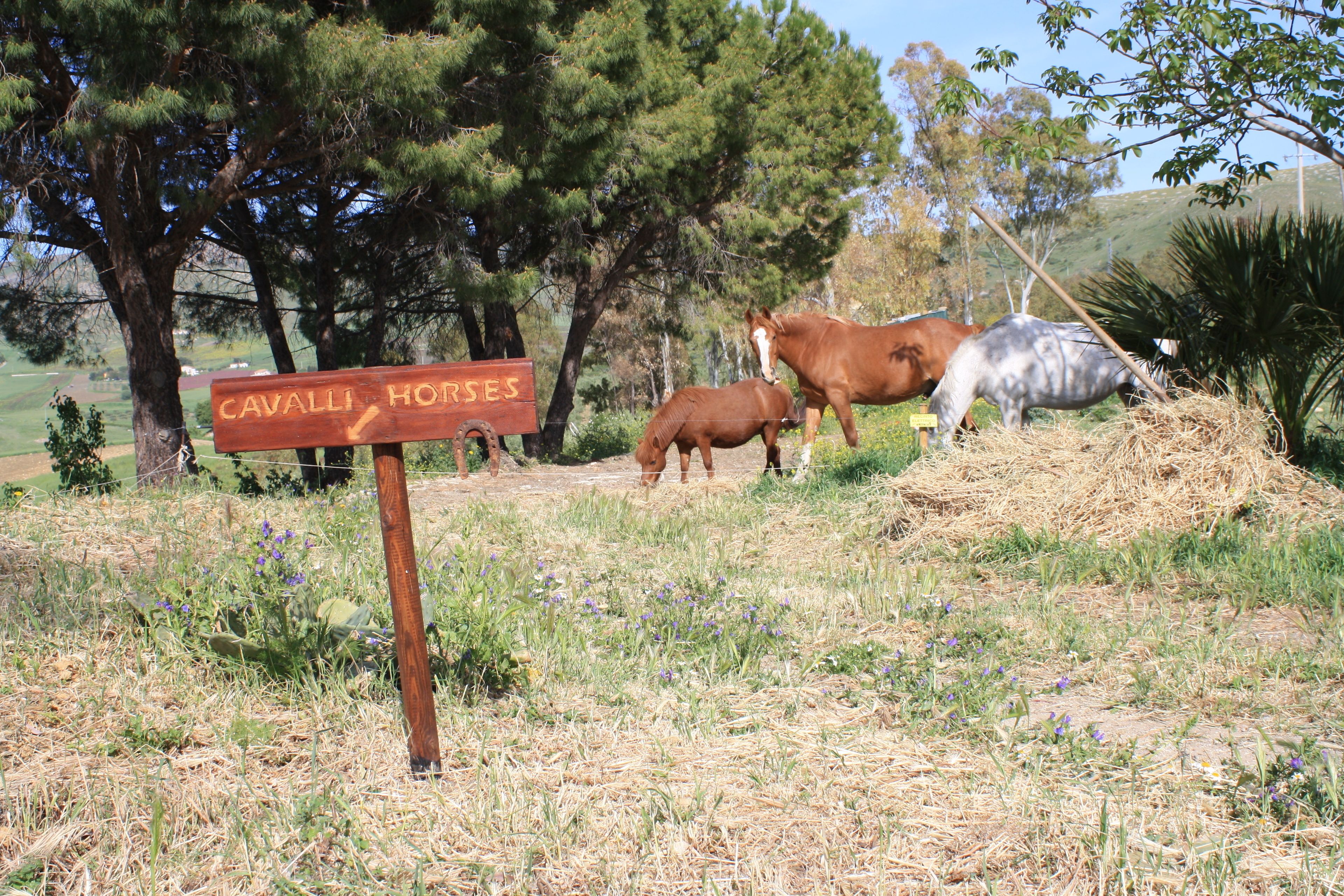 A sign reading "Cavalli Horses" in a grassy field with horses grazing.