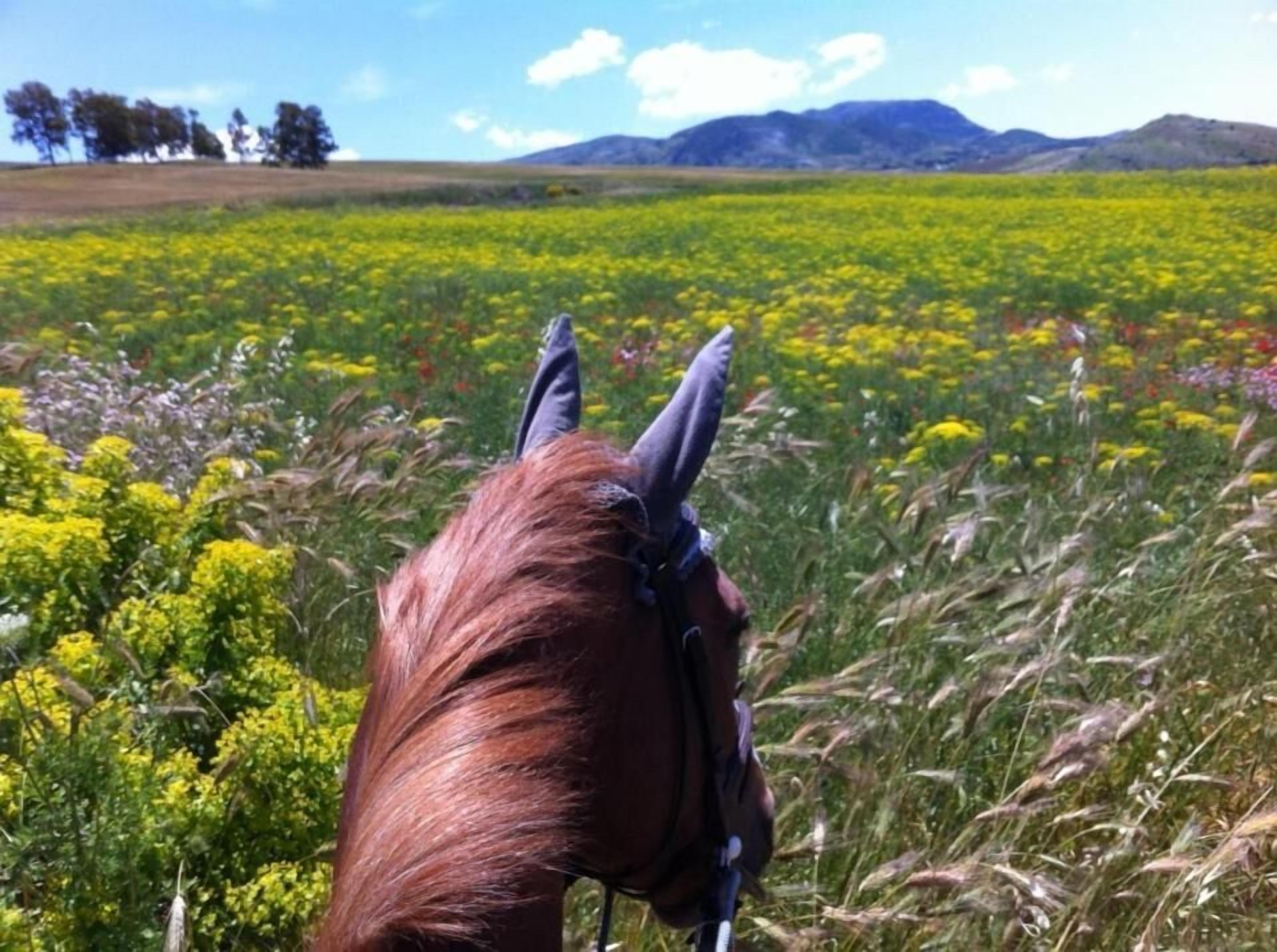 A horse's head in a field with yellow flowers and distant mountains.