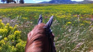 A horse's head in a field with yellow flowers and distant mountains.