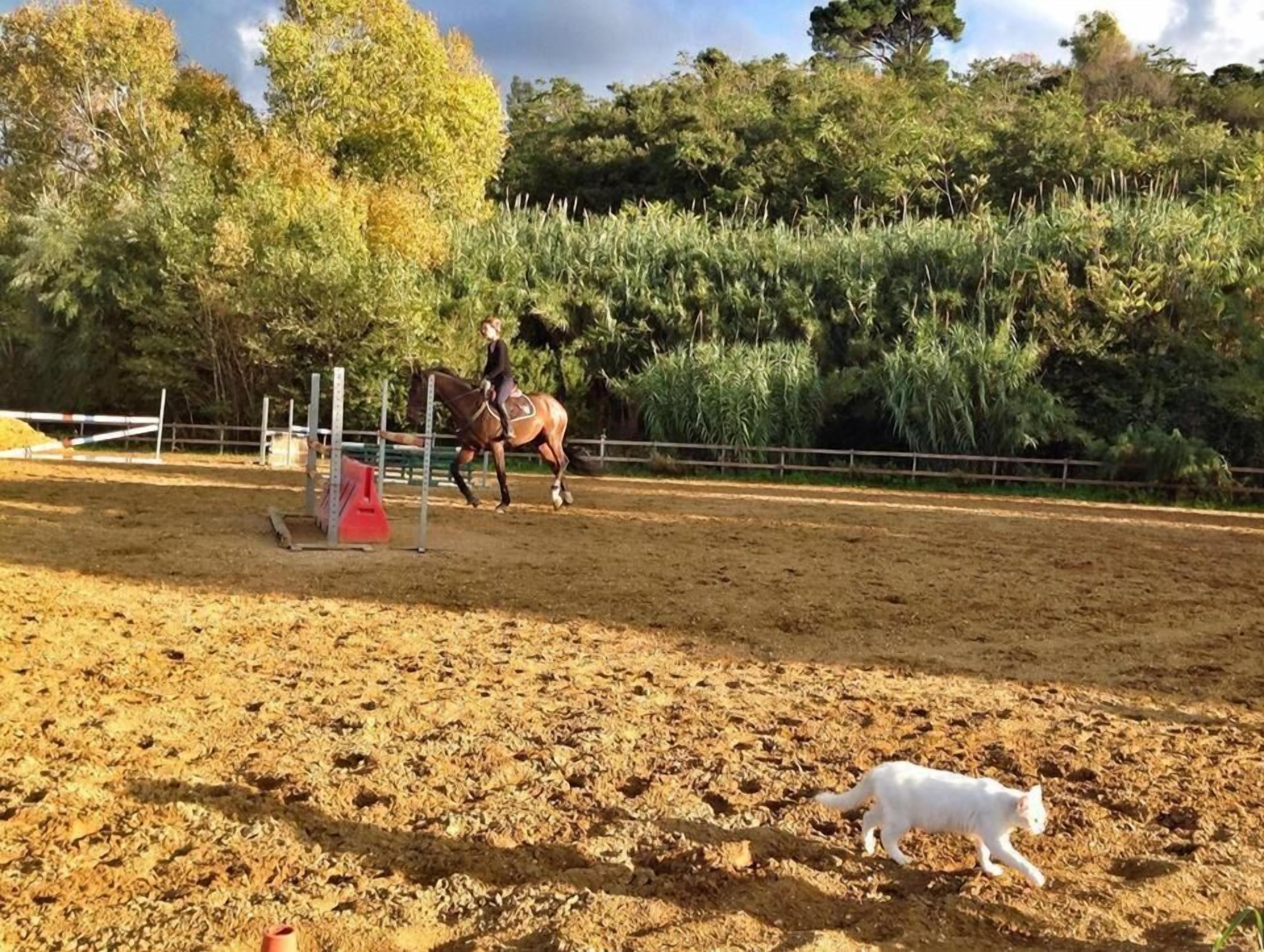 Un jinete monta a caballo en una arena al aire libre, con suelo de tierra, rodeada de árboles y una valla.