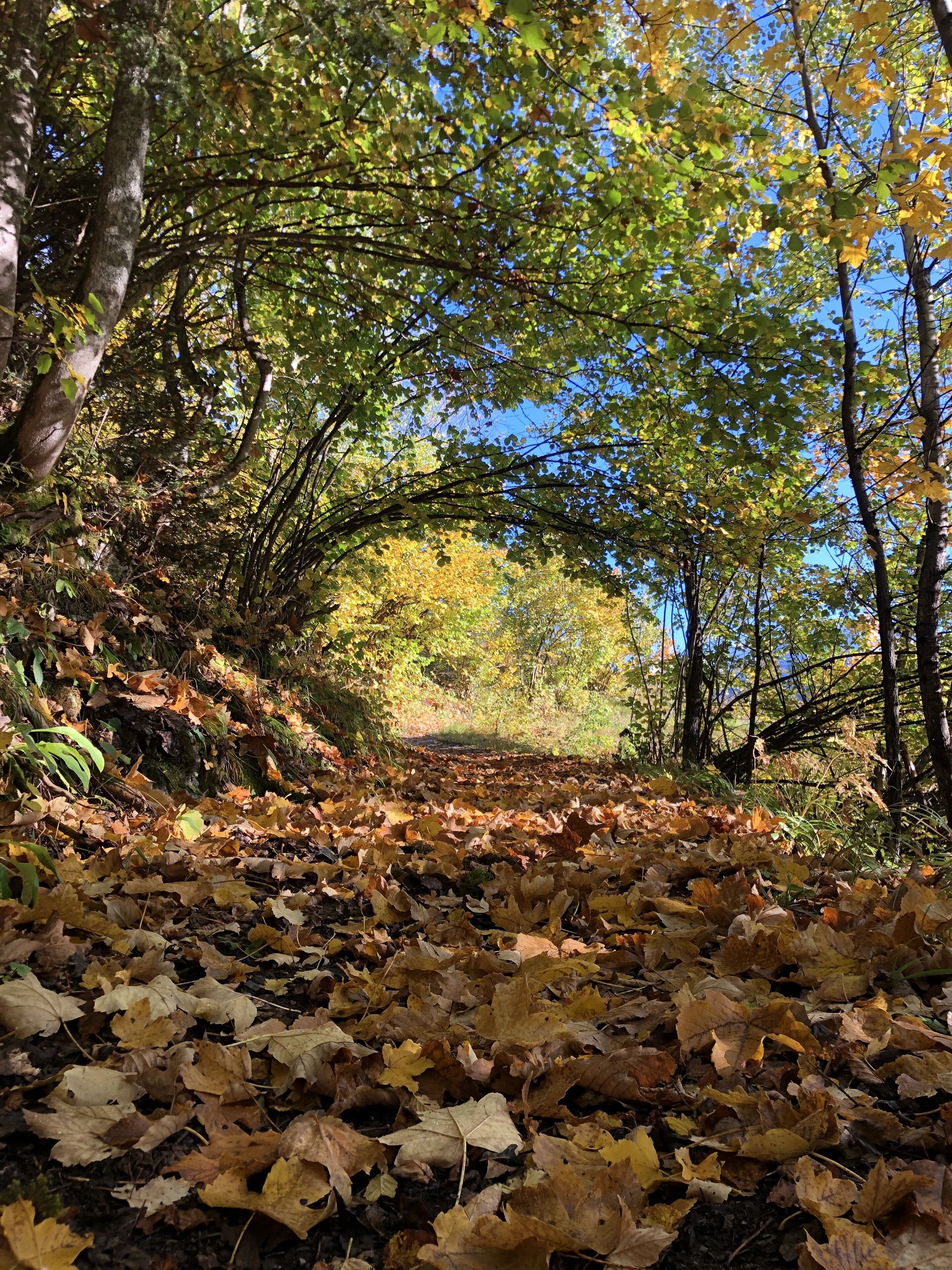A forest path covered with fallen leaves, surrounded by trees with green and yellow foliage.