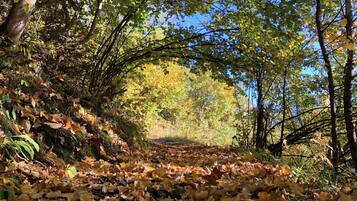 A forest path covered with fallen leaves, surrounded by trees with green and yellow foliage.