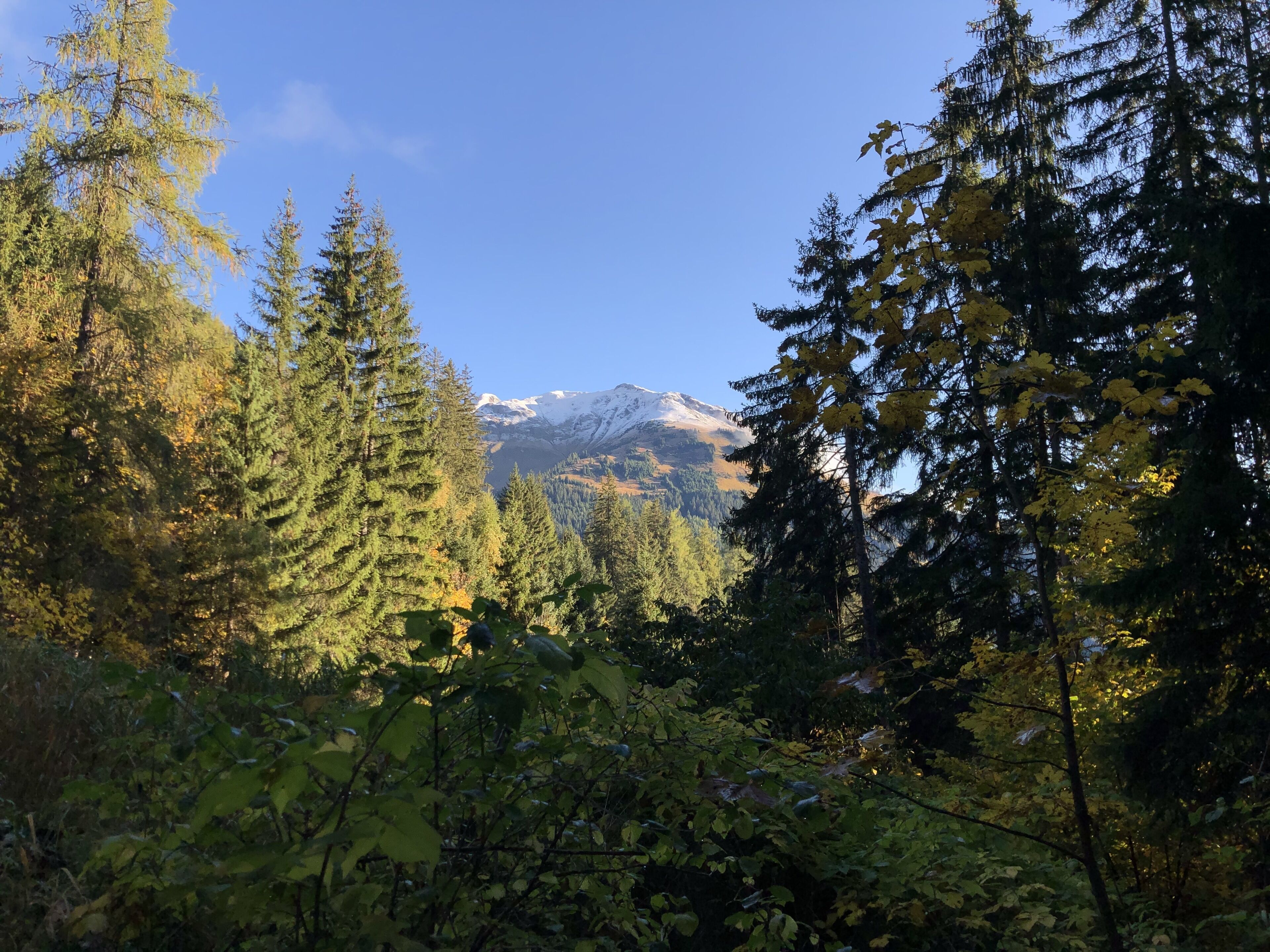 A forested mountain landscape with dense trees and a snow-capped peak in the background.