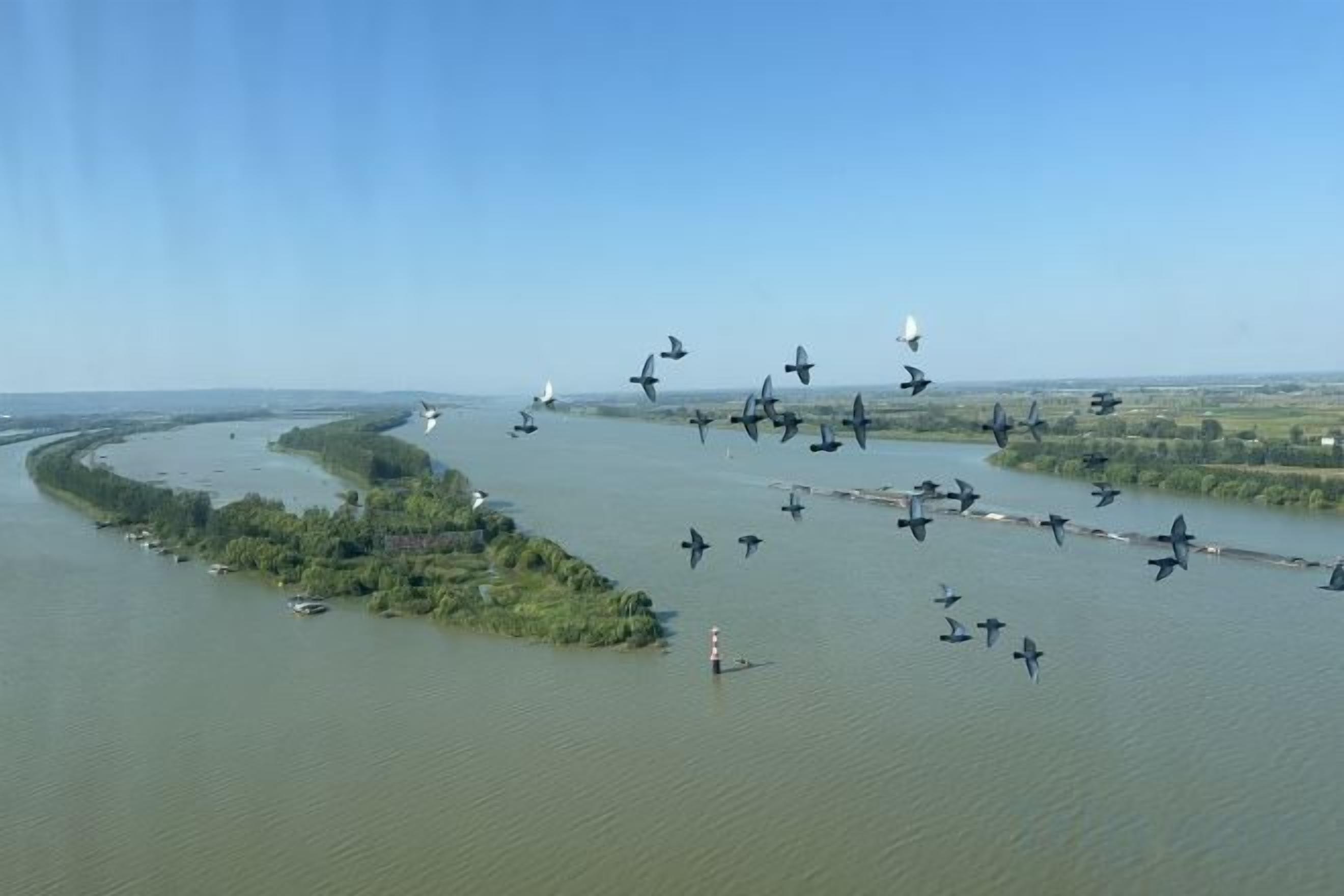 A river with boats and a group of birds flying over it.