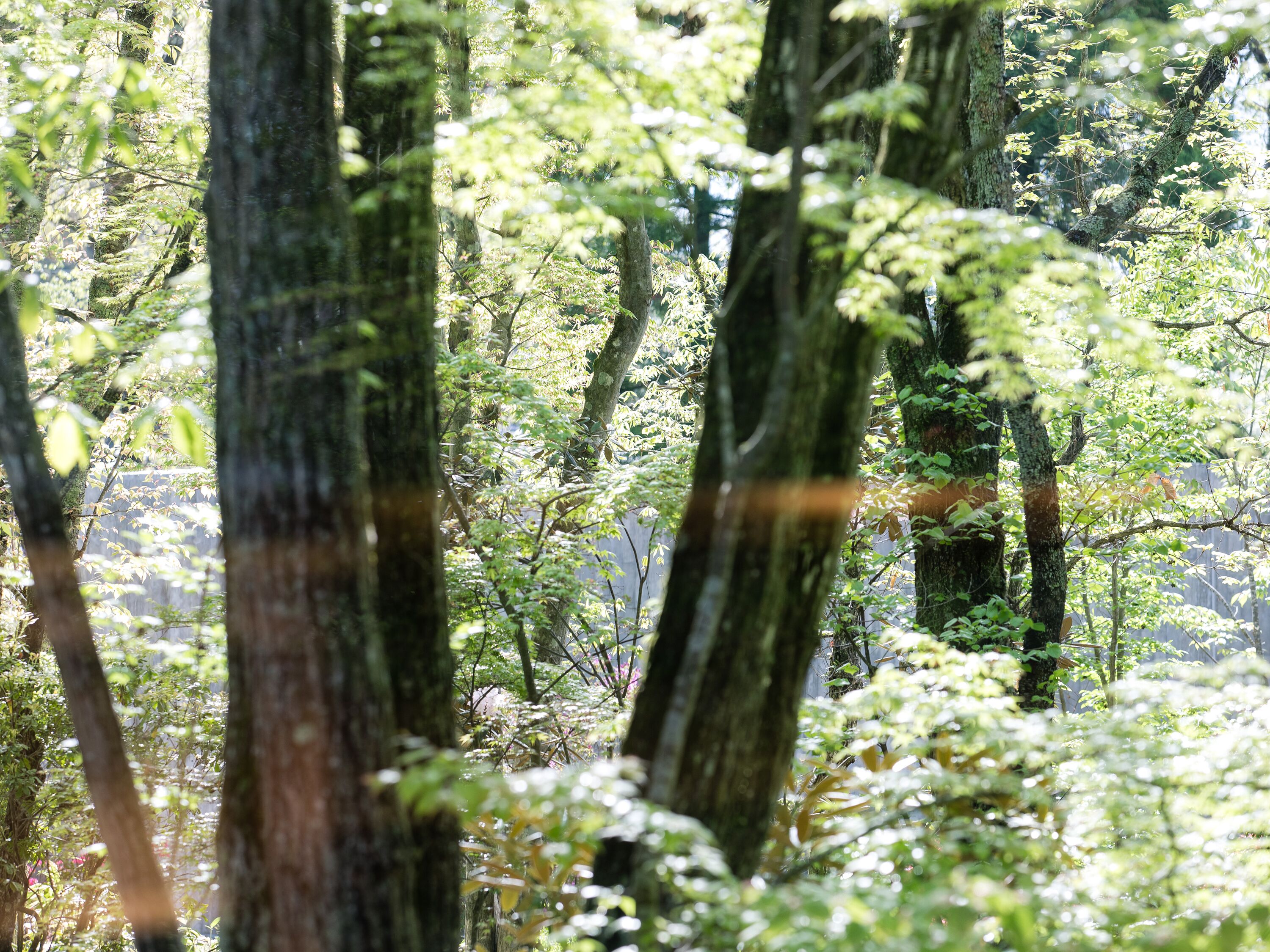A dense forest with tall trees and sunlight filtering through the foliage.