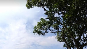 Taman