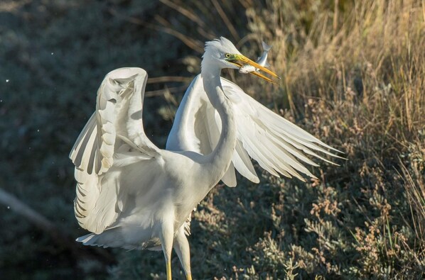 A white bird with yellow beak and eye, standing in a natural setting with dry grass. - Beach House Babylon (Murtosa)