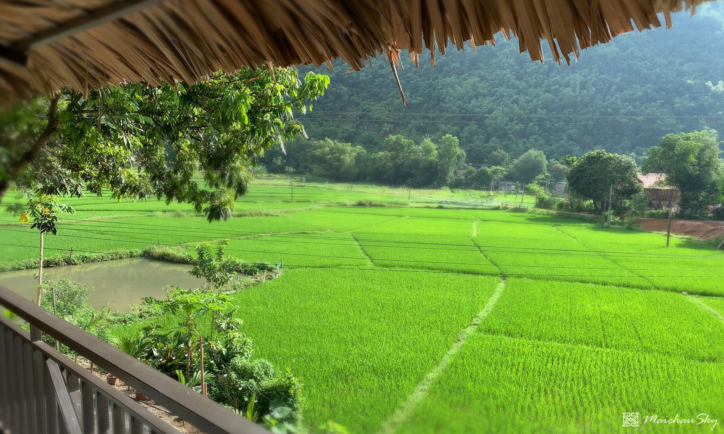 Vista de un campo de arroz verde desde una estructura con techo de paja.