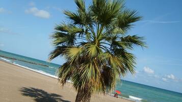 Enjoy a serene beachside retreat with a palm tree standing tall amidst the ocean's gentle waves.