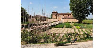 A vineyard with rows of grapevines and a building in the background.