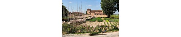 A vineyard with rows of grapevines and a building in the background. - Antica Corte Pallavicina (Polesine Zibello)
