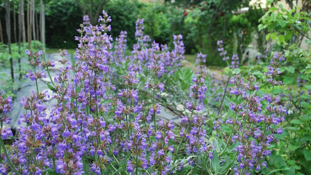 A garden with purple flowers and green foliage. - La Curandera (Rosta)