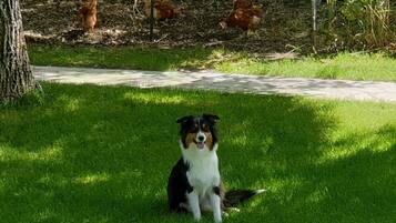 Un cane seduto sull'erba, con un sentiero e galline sullo sfondo.