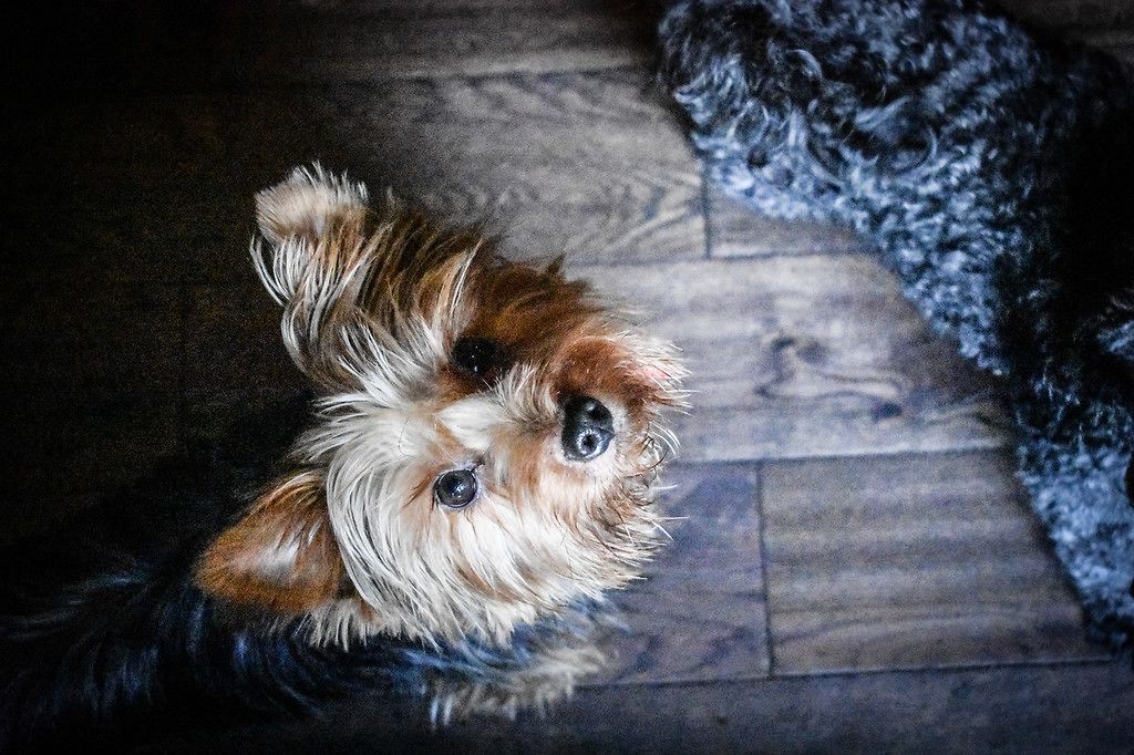 Foto - The Dark Horse Pub