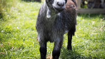 A goat standing in a grassy area with a fence and trees in the background.
