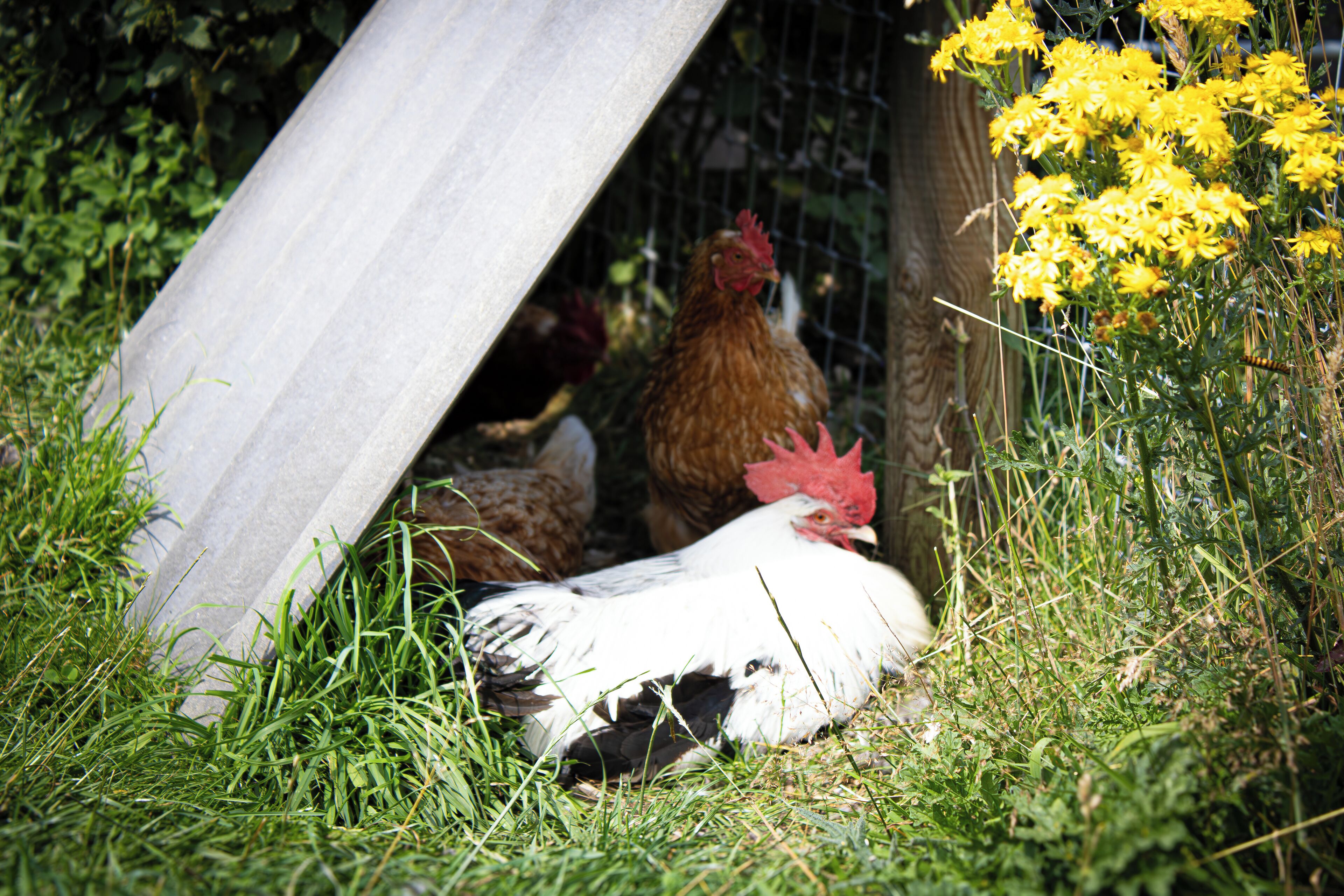 A white rooster with a red comb and black tail feathers, lying in a grassy area with yellow flowers and a wooden structure in the background.