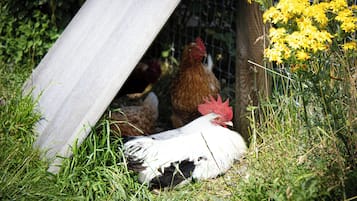 A white rooster with a red comb and black tail feathers, lying in a grassy area with yellow flowers and a wooden structure in the background.