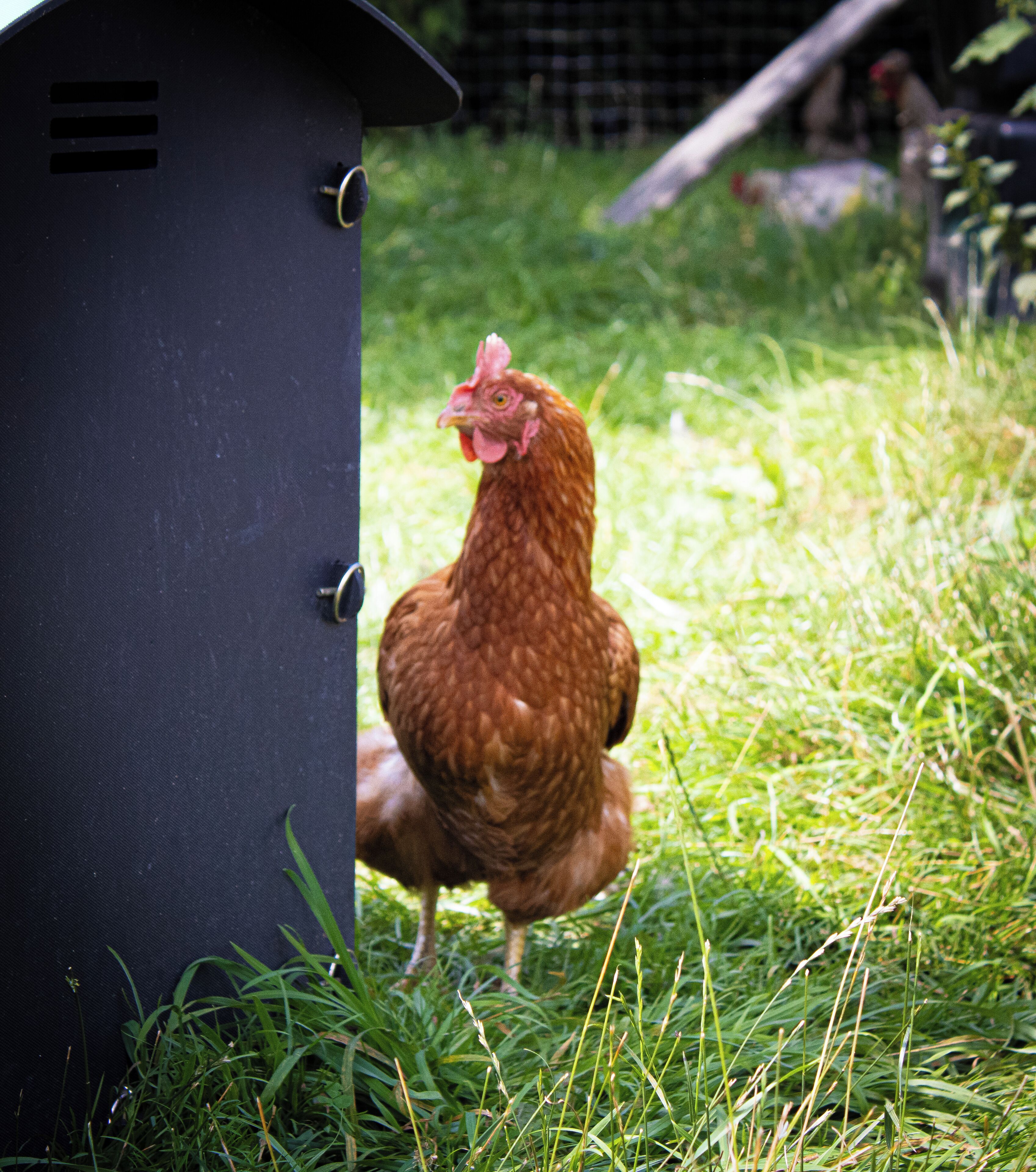 Un pollo cerca de una estructura negra en una zona cubierta de hierba.