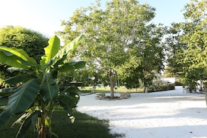 Vista del jardí