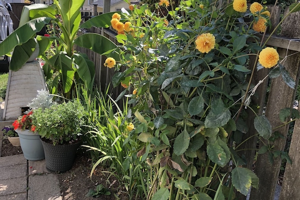 Taman