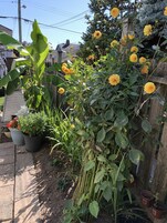 Un jardín con diversas plantas y flores, incluyendo capullos amarillos y una planta de banano.