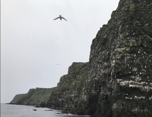 Beach/ocean view - Guesthouse Básar (Grimsey)