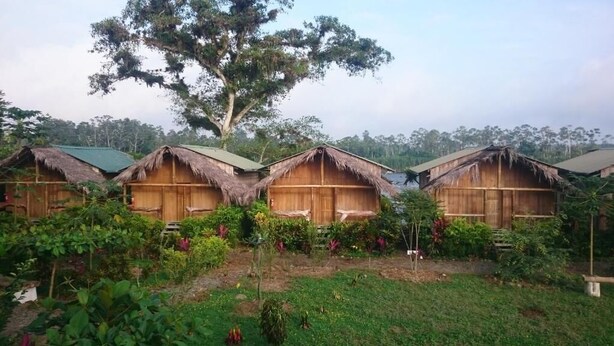 A row of wooden huts with thatched roofs, surrounded by lush greenery and a large tree. - Hosteria Piedra De Vapor (Puerto Quito)
