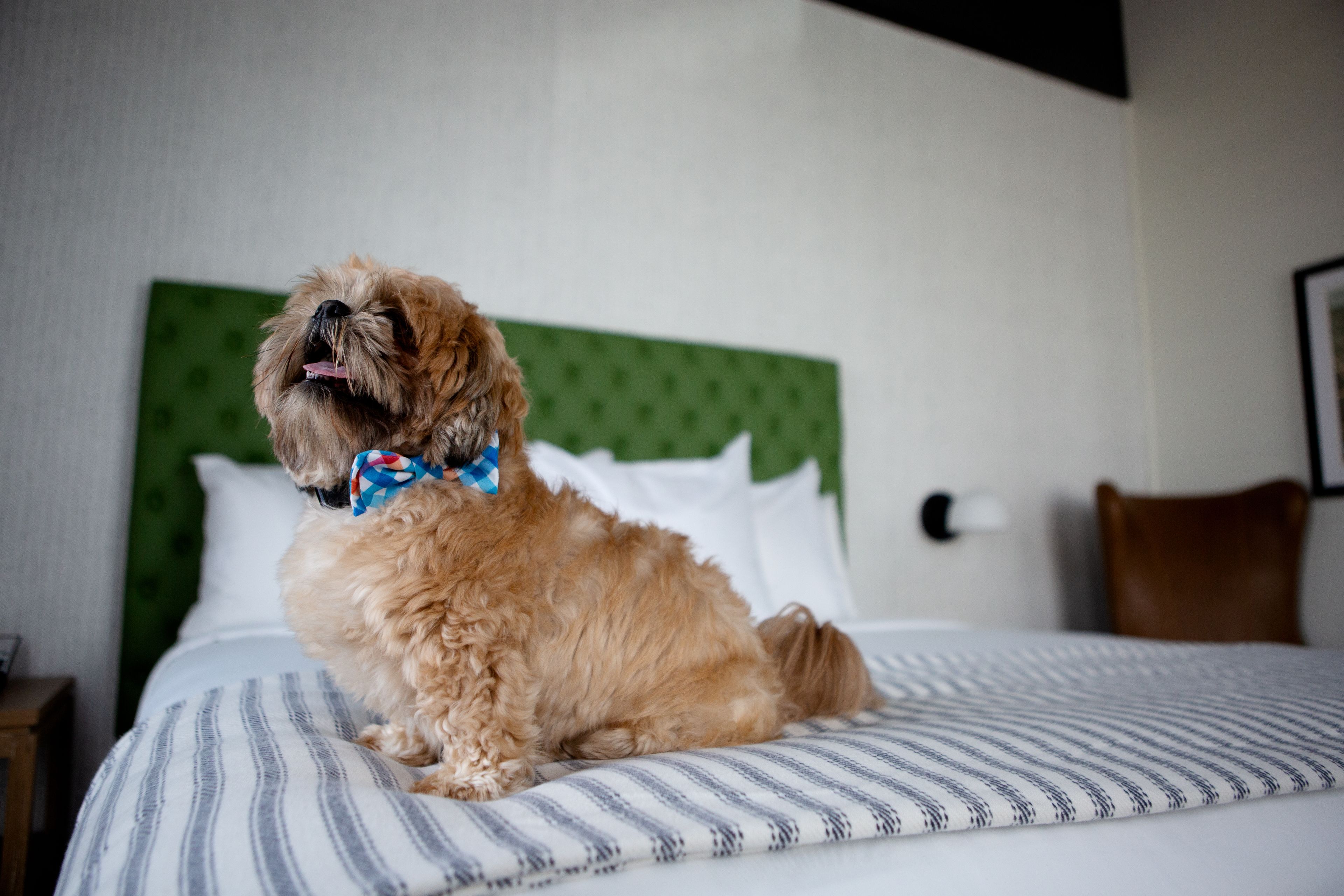 A dog sitting on a bed with striped bedding and a green headboard.