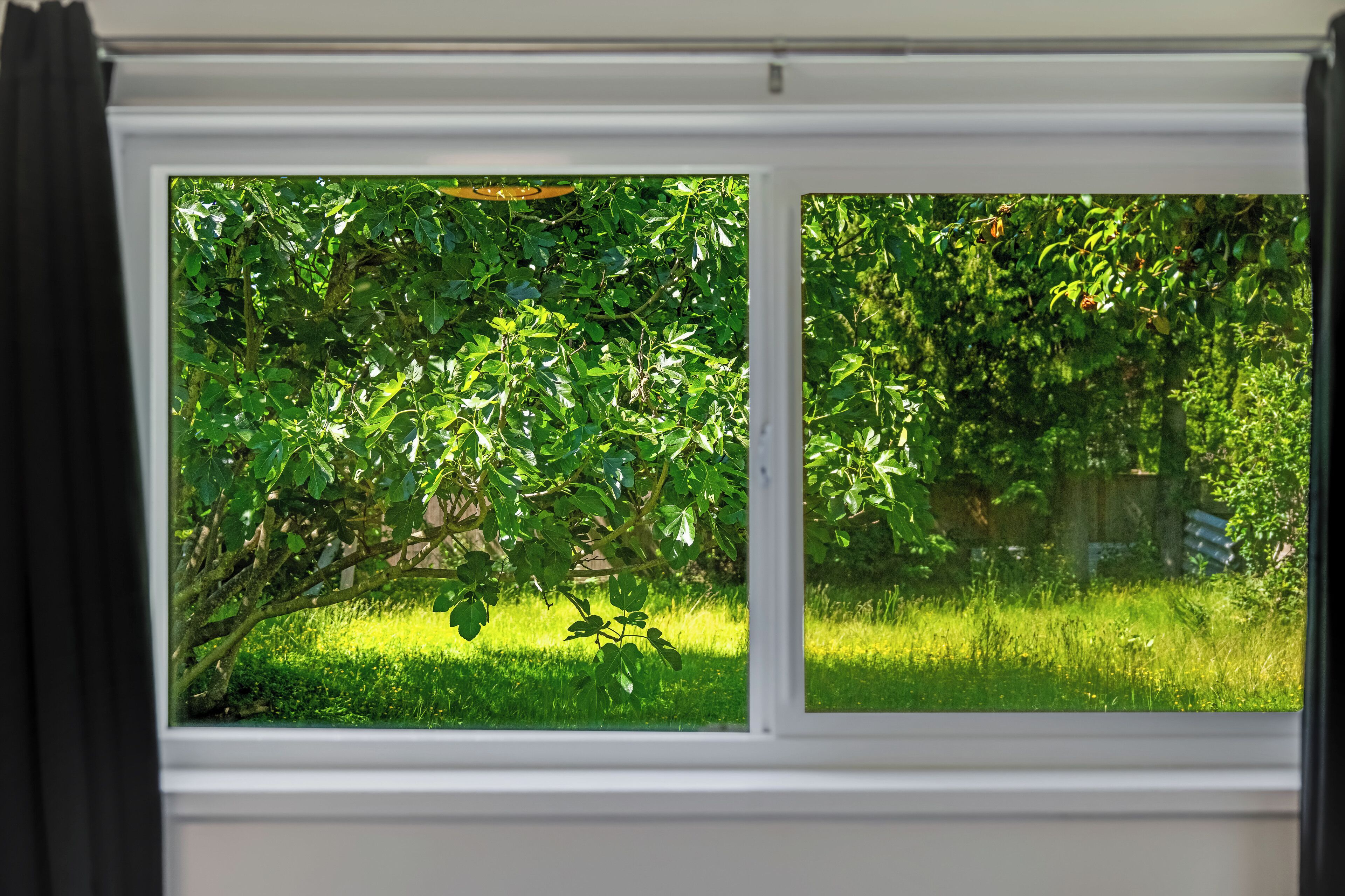 A window with a view of a lush green garden.
