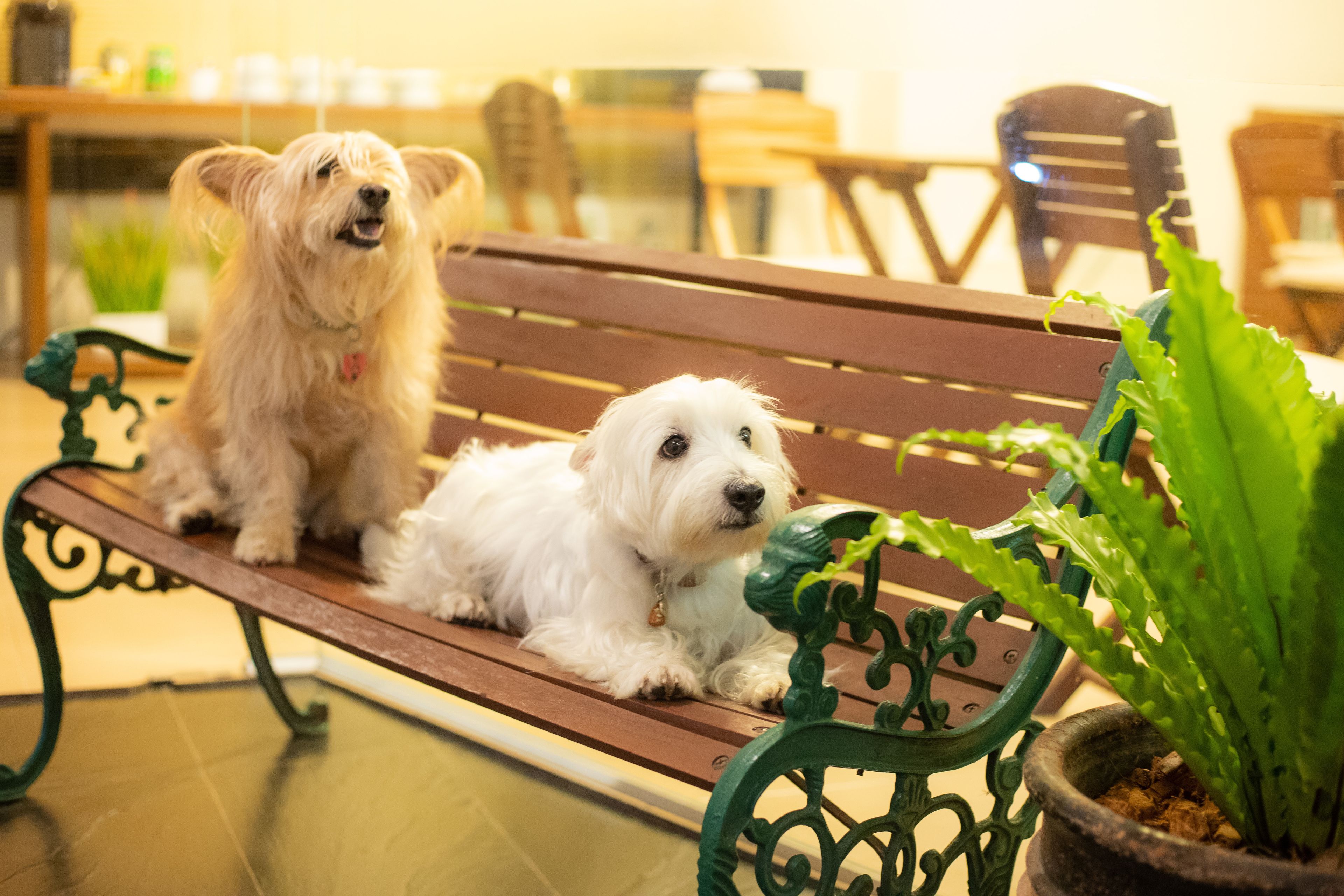Two dogs sitting on a bench with a potted plant beside them.
