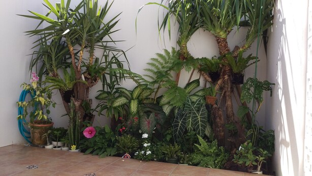 A variety of potted plants arranged against a wall in a tiled area. - Green House (Urasoe)