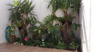 Diverses plantes en testos disposades davant d'una paret en una zona amb rajoles.