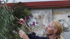 A person tending to a plant with purple flowers in a garden setting. - Wanås Restaurant Hotel (Knislinge)
