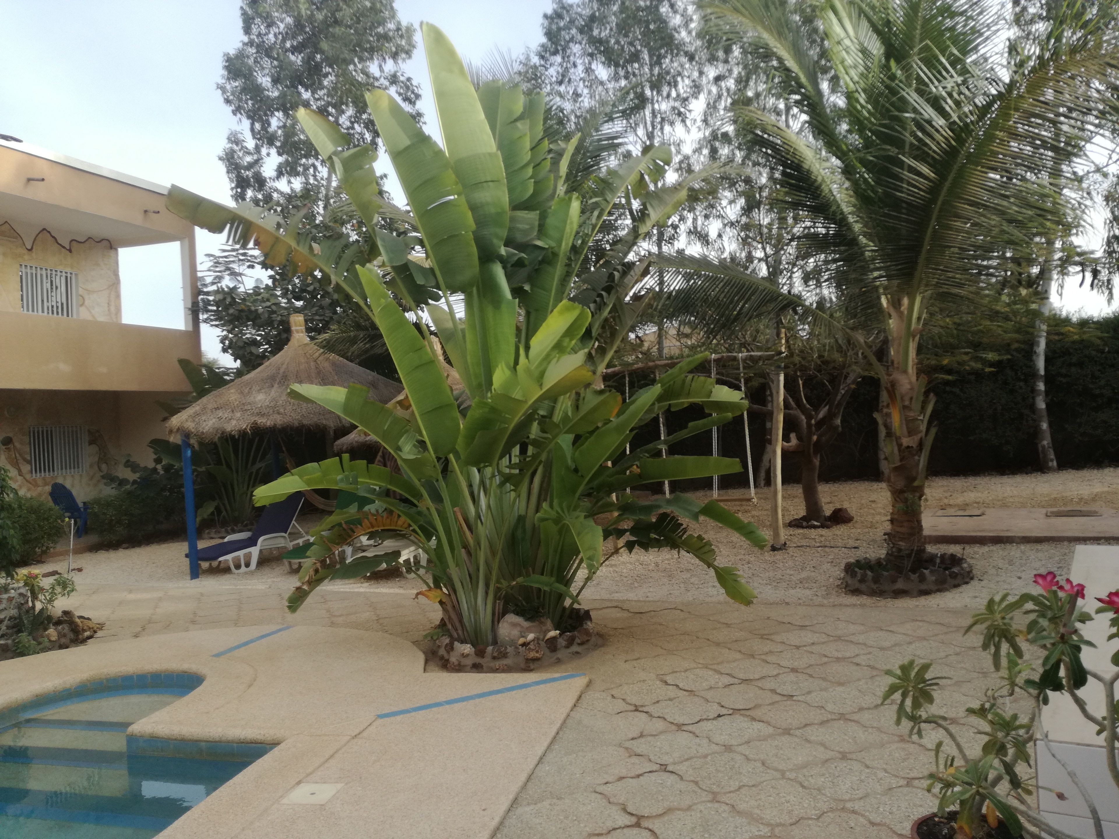 Outdoor pool, open 9:00 AM to 6:00 PM, pool umbrellas, pool loungers