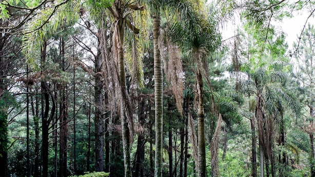 Un paysage verdoyant et luxuriant, avec une piscine entourée de grands arbres et une pelouse.