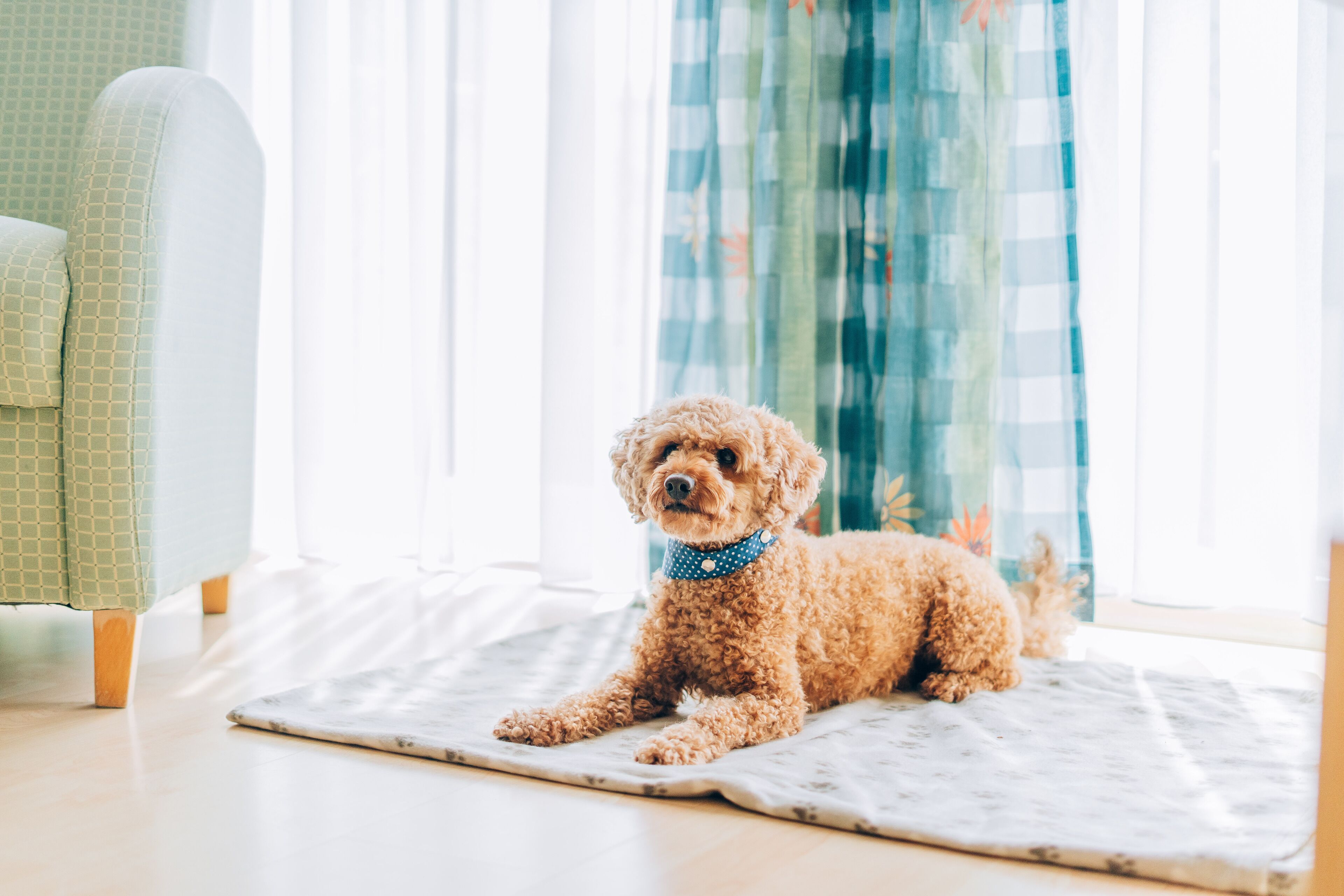 A small, curly-haired dog sitting on a mat in a room with a green patterned chair and a window with sheer curtains.