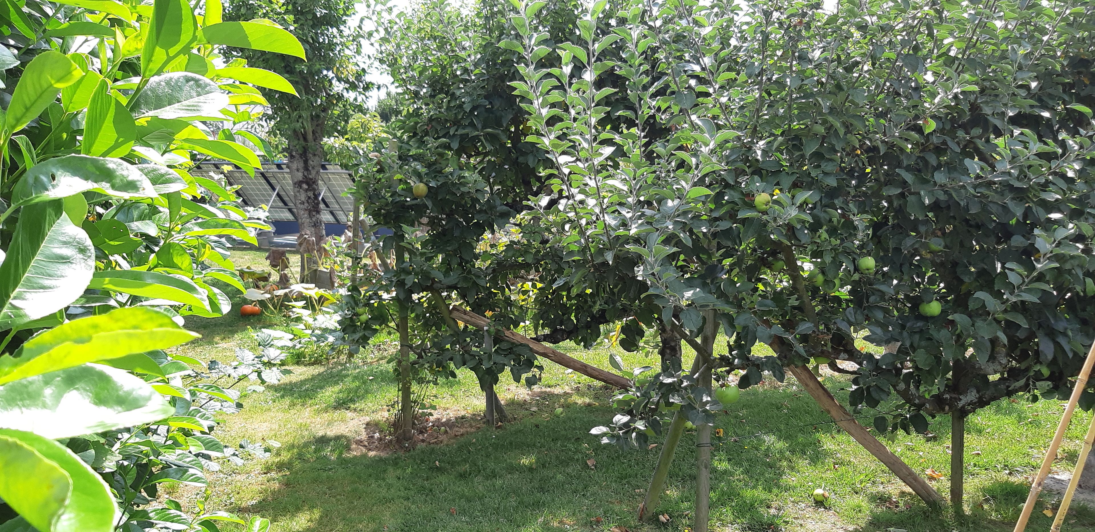 A garden with various plants and trees, including a fruit tree with green apples.