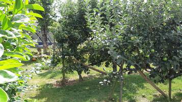 A garden with various plants and trees, including a fruit tree with green apples.