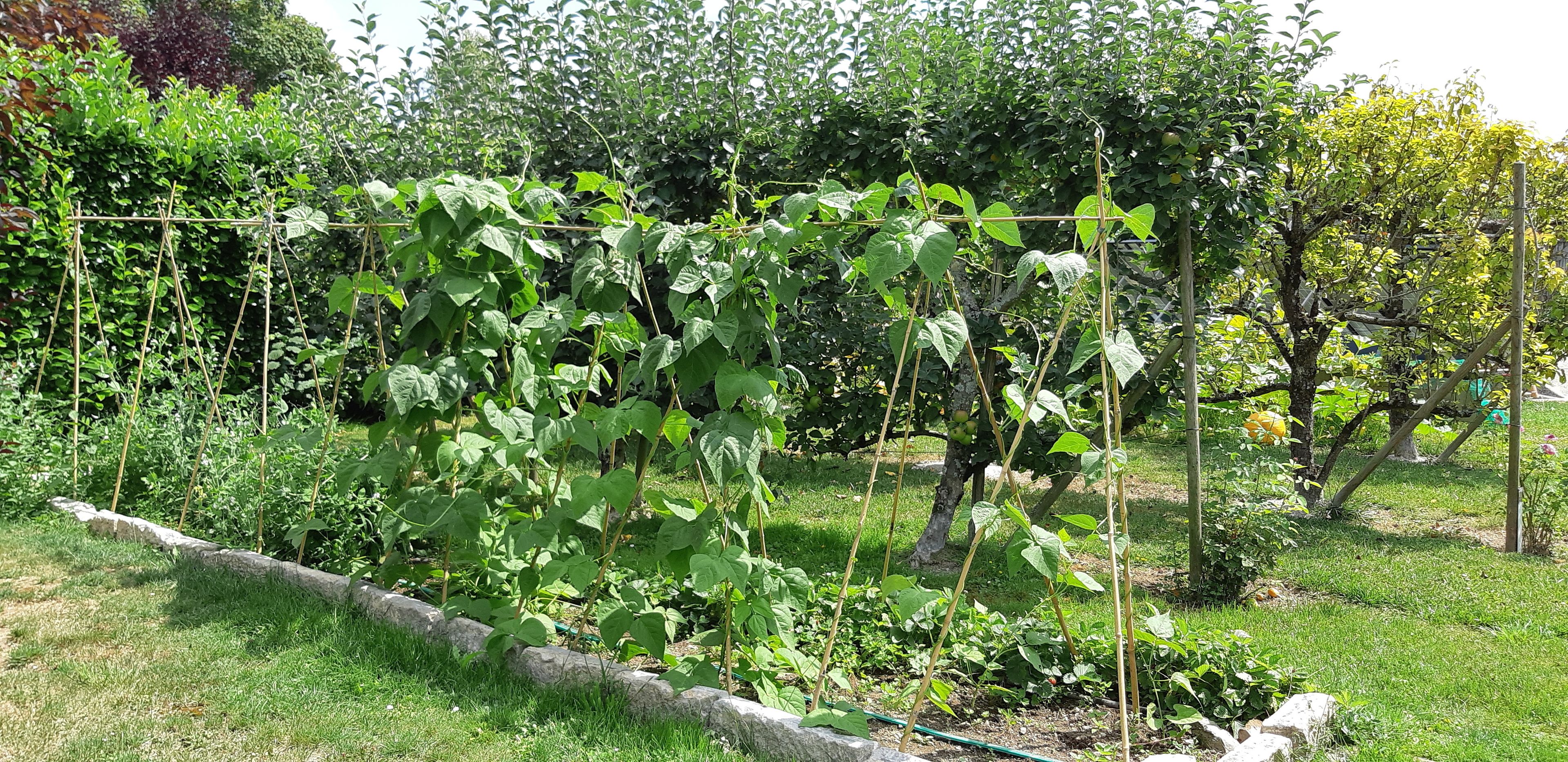 A garden with climbing plants supported by a trellis.
