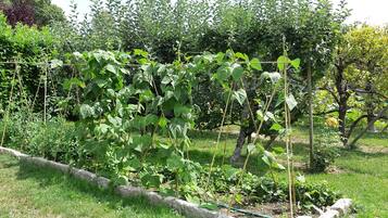 A garden with climbing plants supported by a trellis.