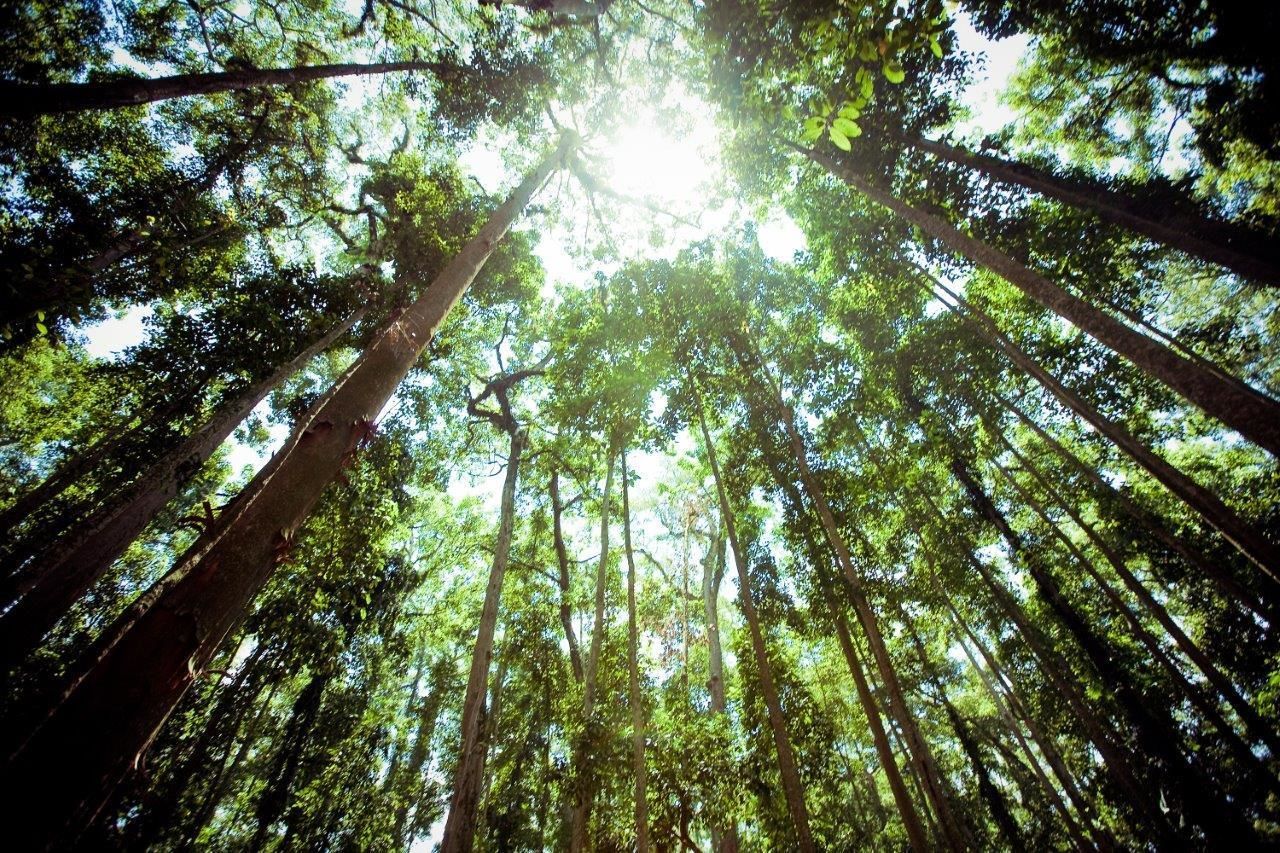 Une forêt où les arbres sont hauts et où la lumière du soleil filtre à travers la canopée.
