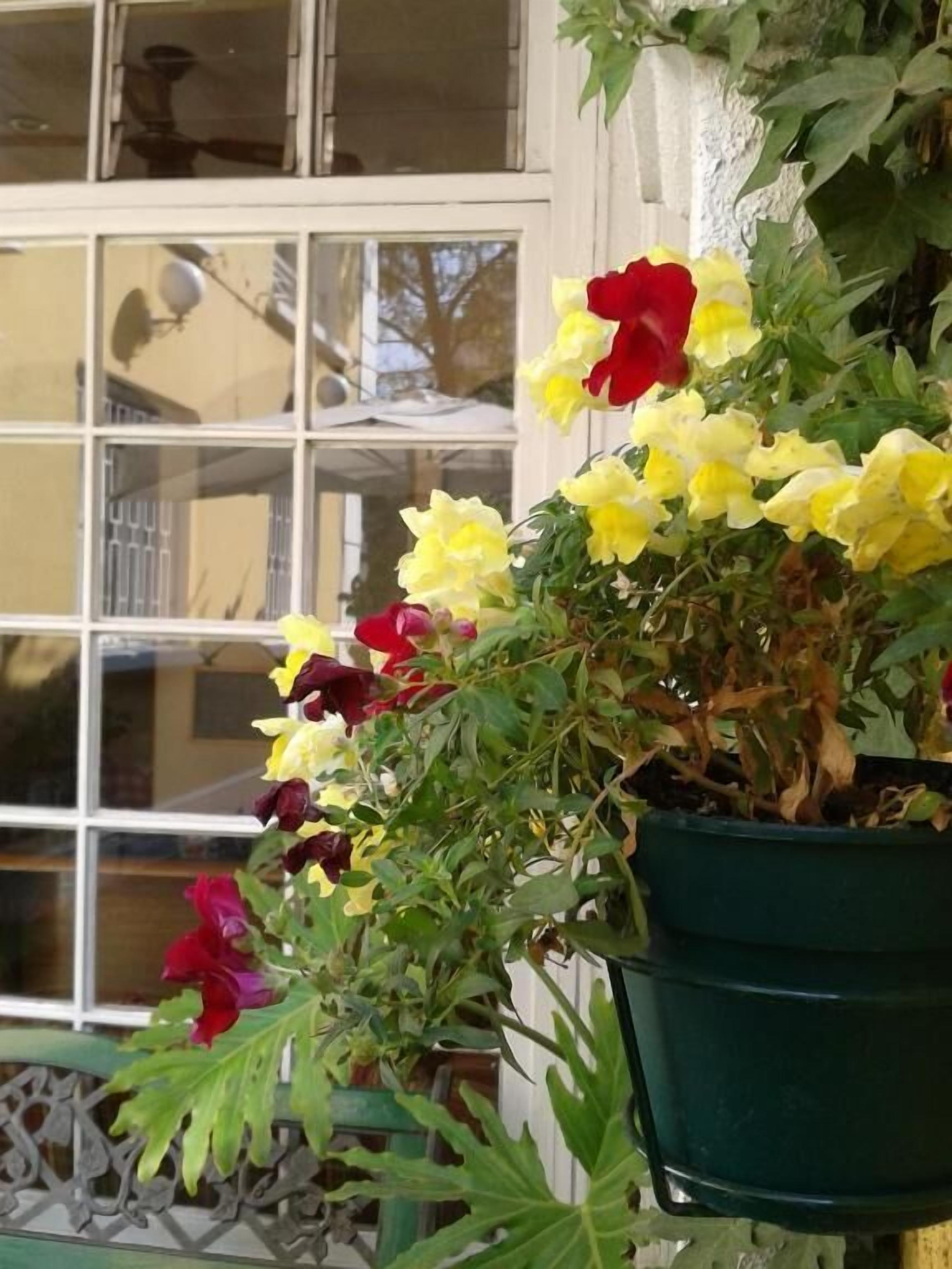 Photo - Hotel Las Flores