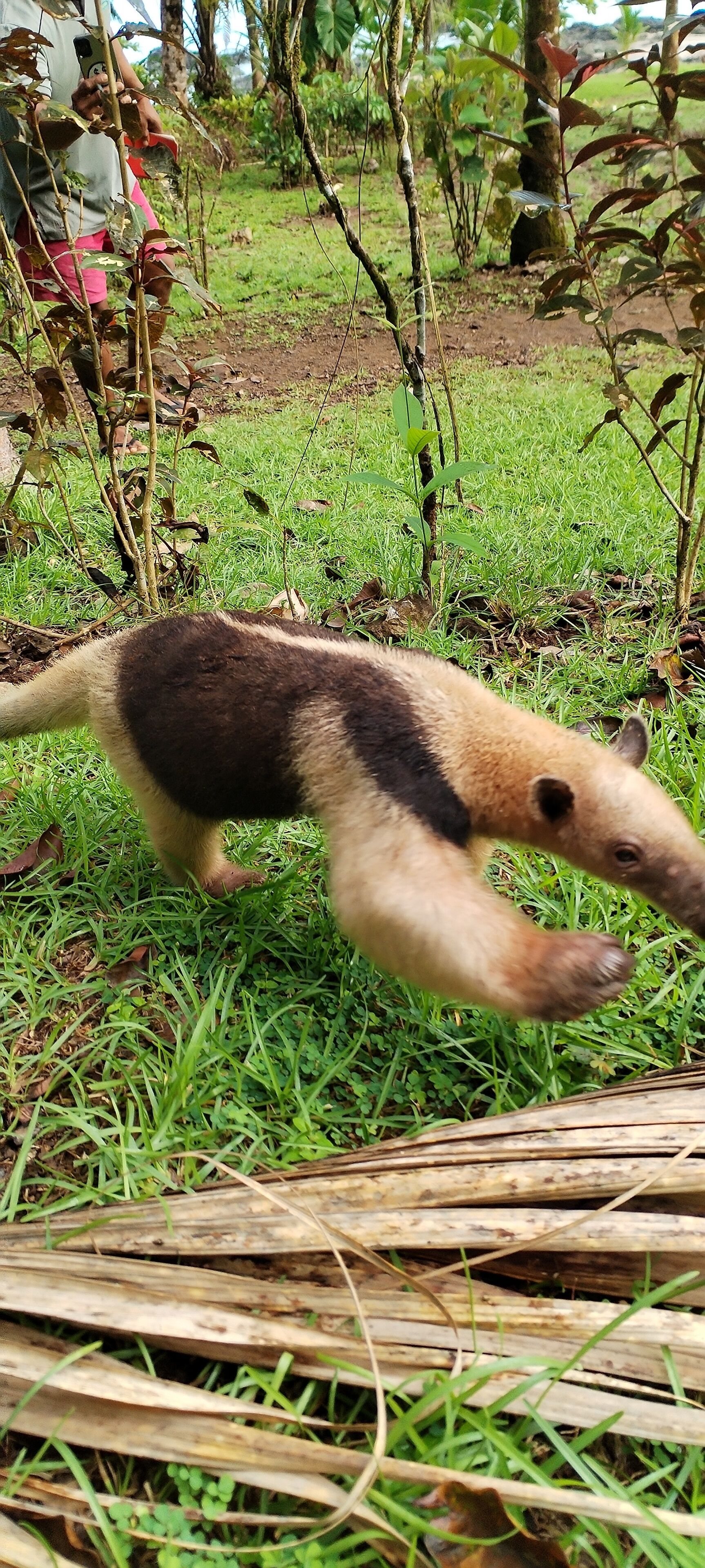 A sloth moving through a grassy area with trees and a person in the background.