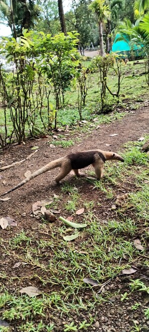 Standard Room, Multiple Beds, Smoking, Garden View | Laptop workspace, free WiFi, bed sheets - Cabinasyafethosa caletas (Drake Bay)