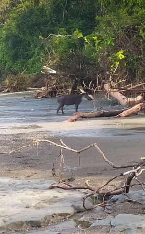 Ruang kerja komputer riba, Wi-fi percuma, cadar katil 