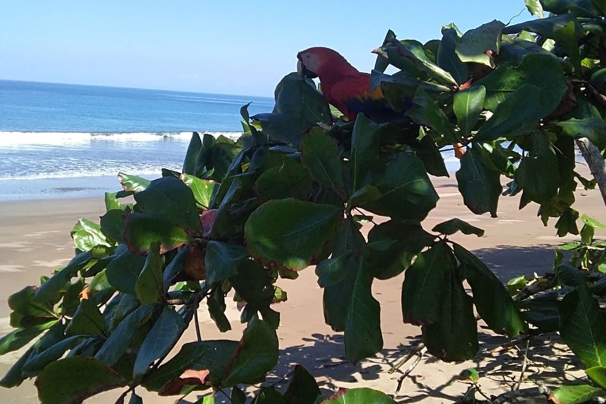A beach with a parrot perched on a tree branch.