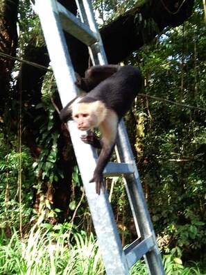 Standardzimmer, Mehrere Betten, Raucher, Gartenblick | Fitnessbereich