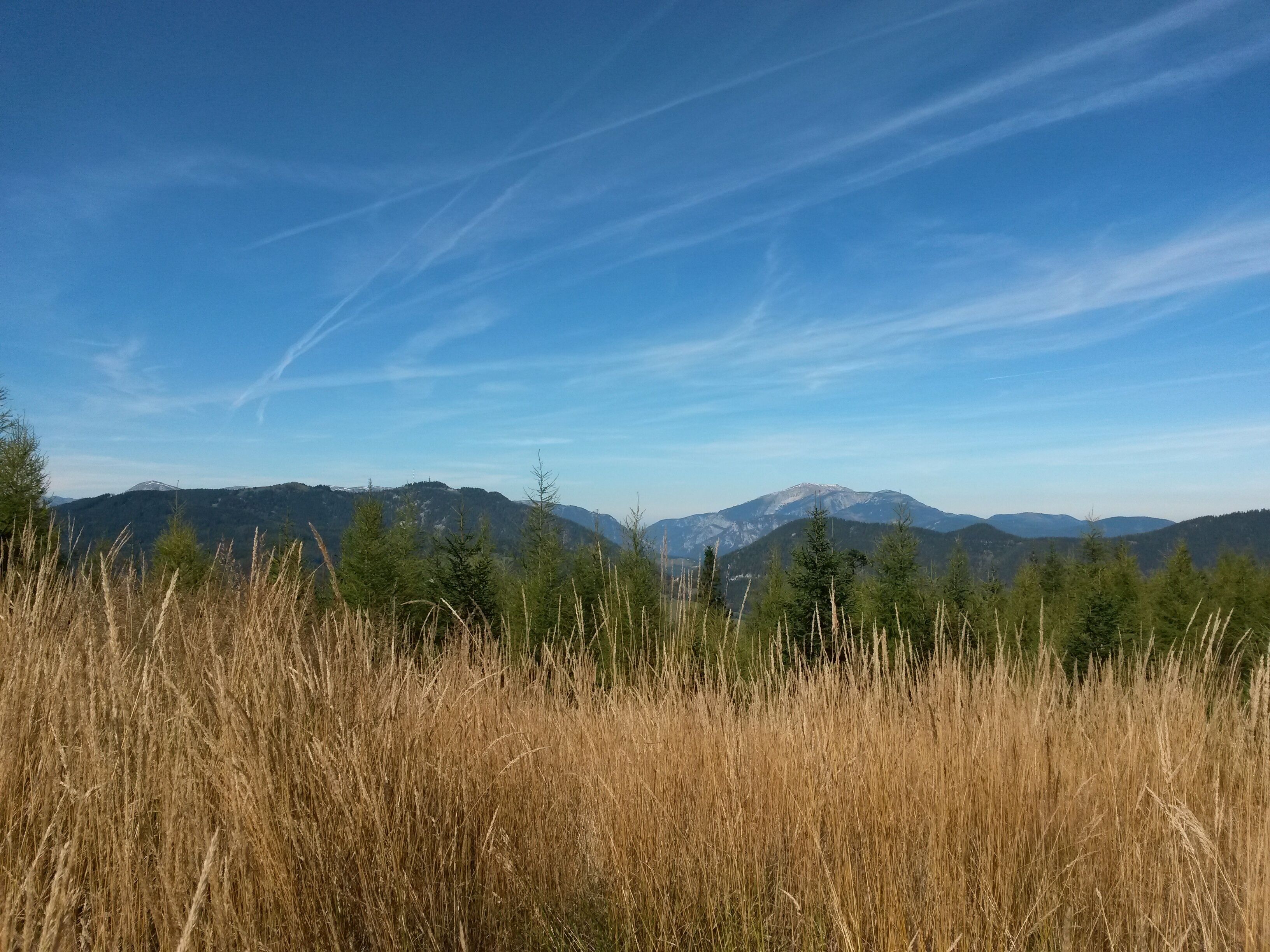 A mountainous landscape with clear skies and a foreground of tall grass.