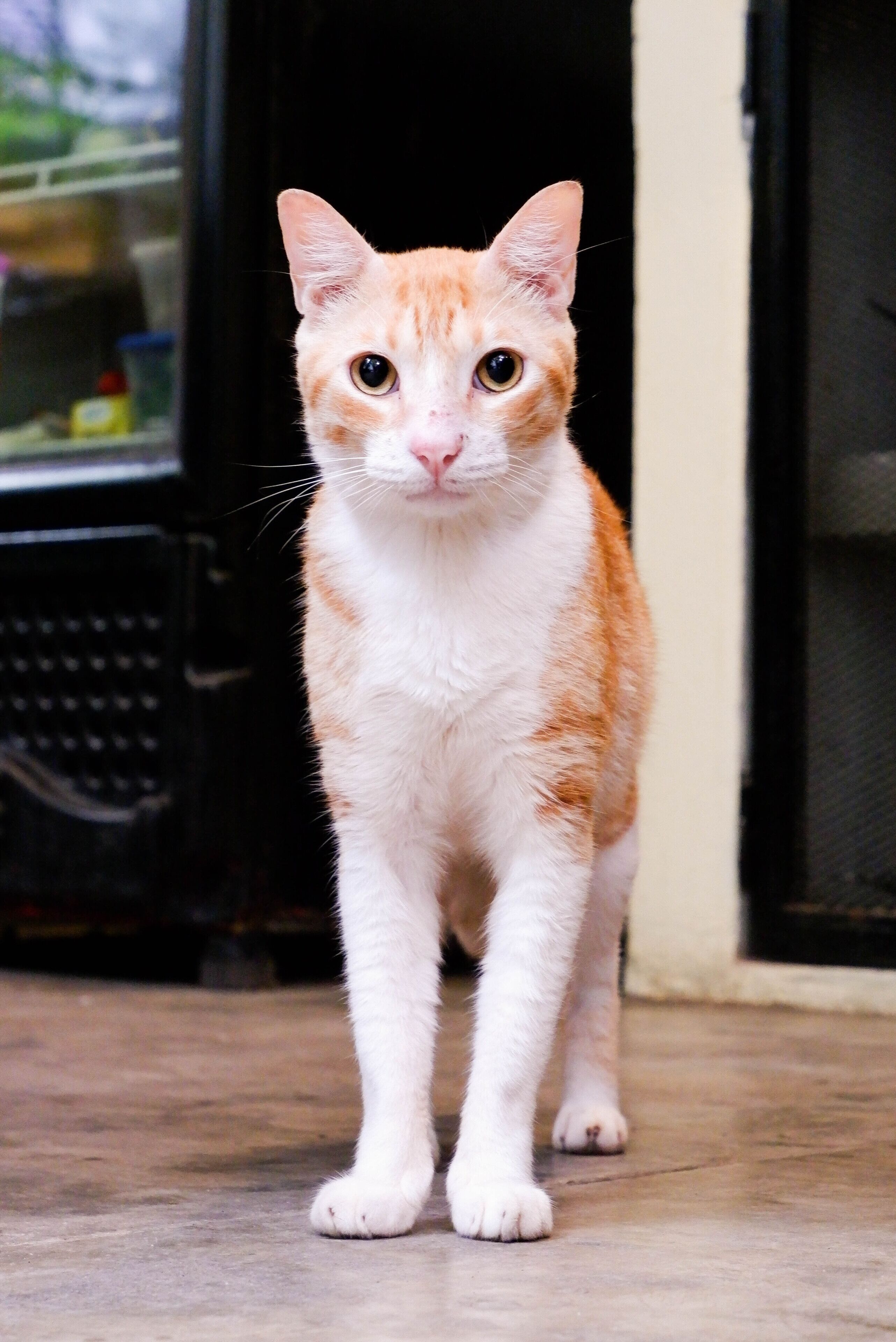 Foto - Santuario Getsemani Hostel